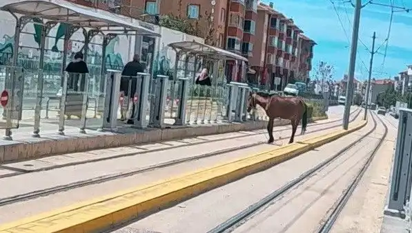 Eskişehir’de Tramvay Raylarında Baş Başıboş Bir At Görüntülendi!