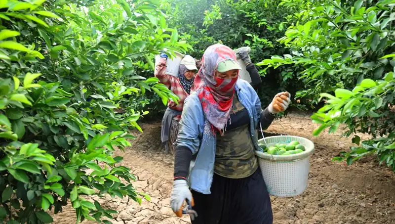 Marketlerdeki Gıda Fiyatları Düşüyor: Yeni Hasat Umut Vaadediyor!