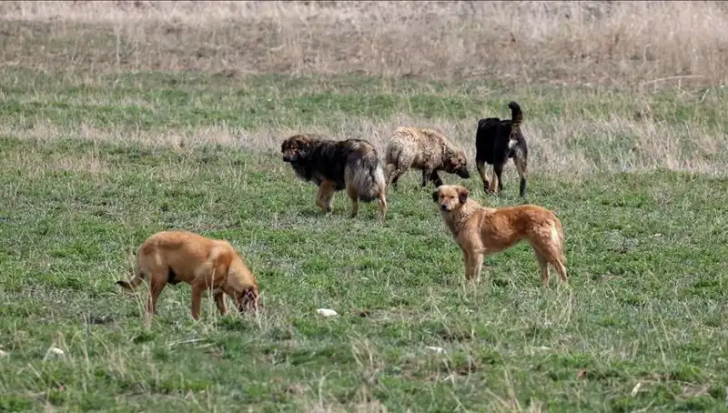 Ankara'da Sahipsiz Köpekler İçin Yeni Ceza Uygulaması Başladı!