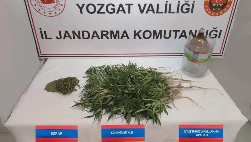 Yozgat'ta Şok: 40 Kök Kenevir Ele Geçirildi!