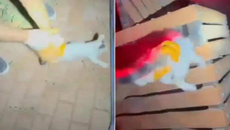 Gece Yarısı İtfaiye Ekipleri Kedi Kurtardı: Olayın Ardındaki Hikaye
