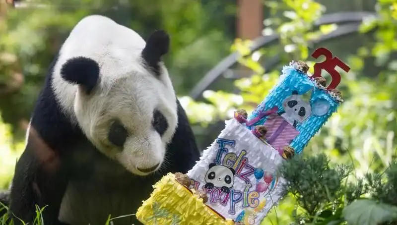 Dev Panda Xin Xin, 35. Yaşını Dört Gözle Bekliyor: Kutlama Neler Getirecek?