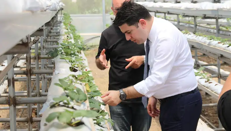 Topraksız Tarımın Harikası: Damatları Çatlatacak Lezzetler