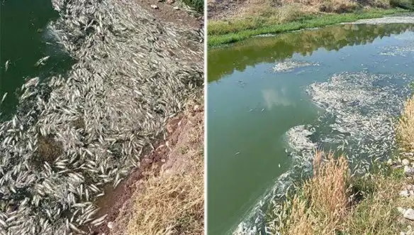 Karasu Çayı'nda Gizemli Balık Ölümü: Araştırmalar Başladı!