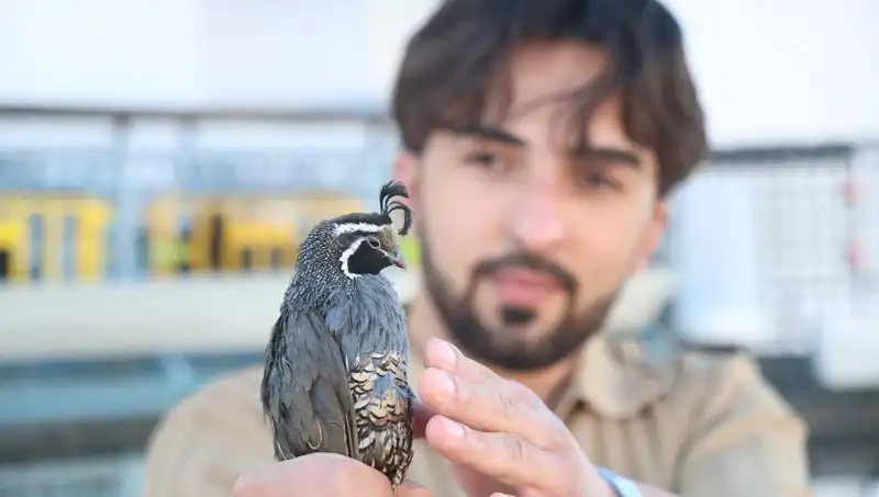 Üniversite Öğrencisi ABD'den Siparişle Çiftlik Kurdu, Dünyaya İhraç Yapıyor!