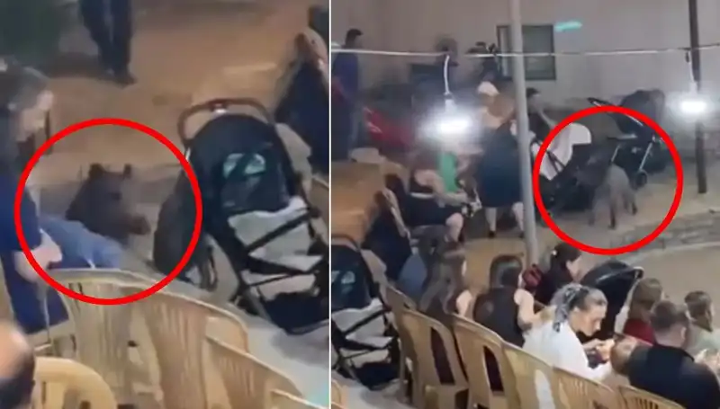 Düğün Törenini Basan Yaban Domuzu Misafirleri Şaşkına Çevirirken
