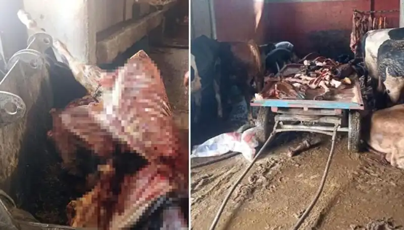 Adana'da At Eti Skandalı: 2,5 Ton Ele Geçirildi, 4 At Kurtarıldı!