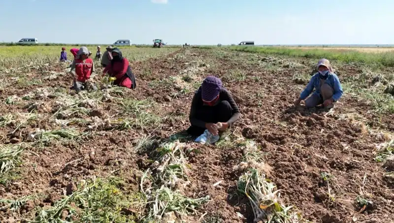 Türkiye'nin Antibiyotik Hasadı: Rusya, Almanya ve İspanya'nın İlgisini Çekiyor