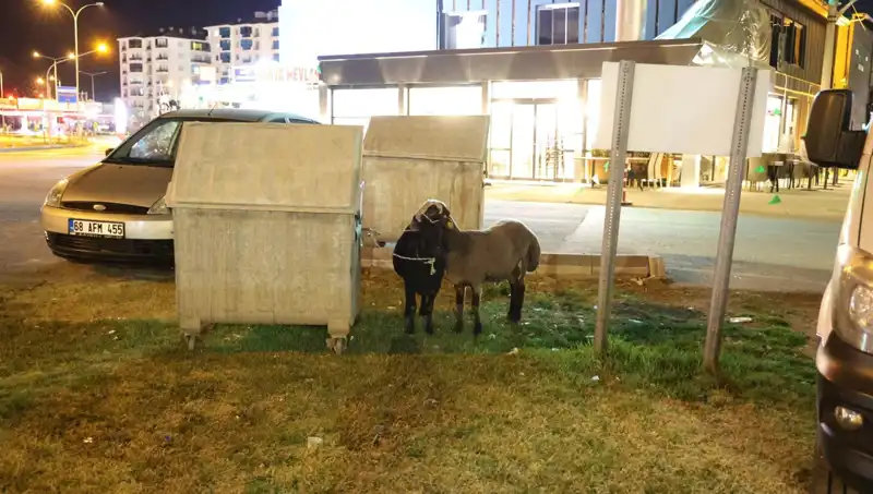 Mor Karaman Koyunları: Kaybolan Miras ve Terkedilmiş Hikayeleri