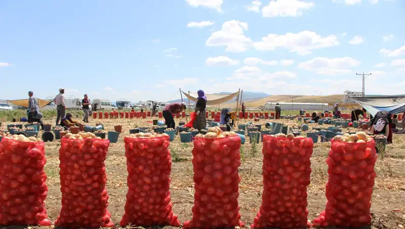 Amasya Elması, Avrupa ve Rusya’nın Taleplerini Karşılıyor!