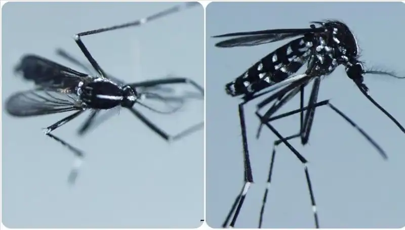 Chikungunya Virüsü: Belirtileri, Yayılma Alanları ve Korunma Yöntemleri