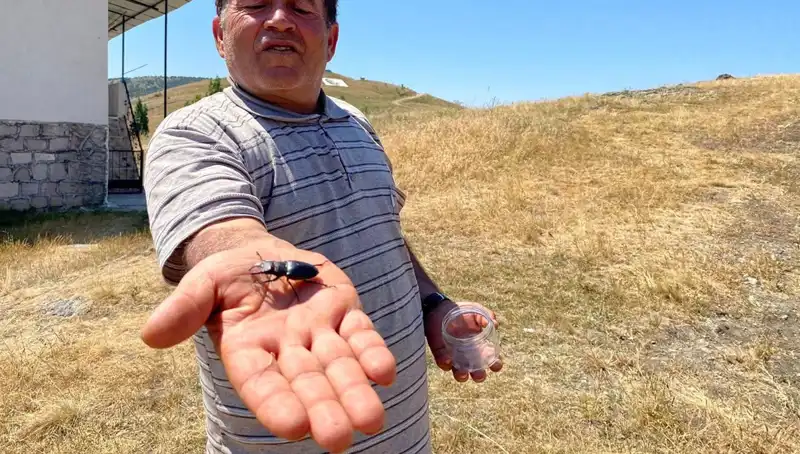 Sivas'ta Görülen Bu Böceği Öldürmenin Cezası Şaşırttı: 557 Bin TL!