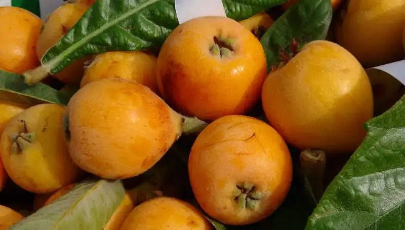 Sarı Altın Hasadı Başladı: Fiyatı 90 Lira ile Tüm Gözler Üzerinde