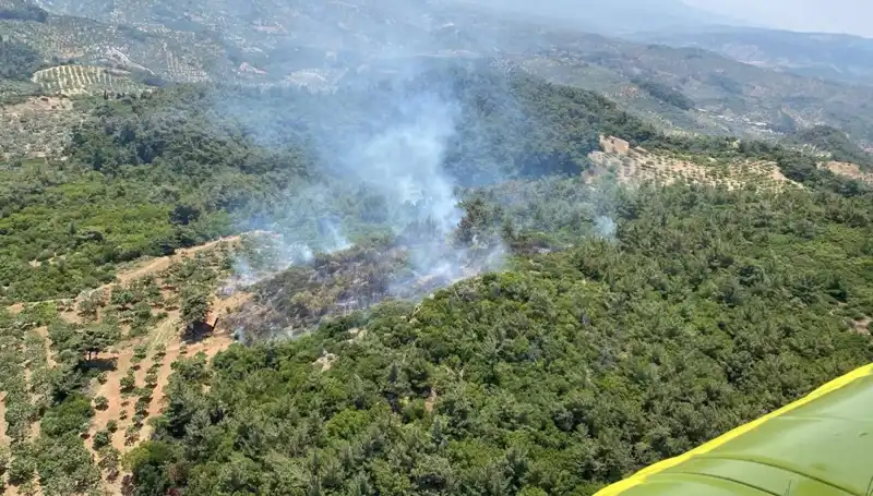 Aydın'da Orman Yangını: Doğa ve Yaşam Tehdit Altında