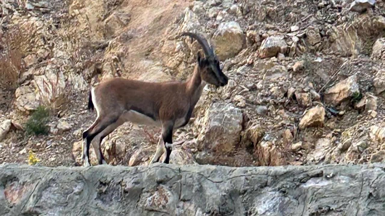 Yaban keçisini avlayan kişiye 661 bin lira ceza!