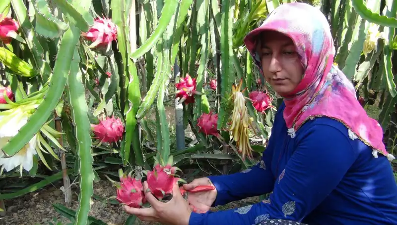 Emekli Olup Pitaya Üretmeye Başlayan Çiftçi, Kilosunu 200 TL'den Satışa Sunuyor!