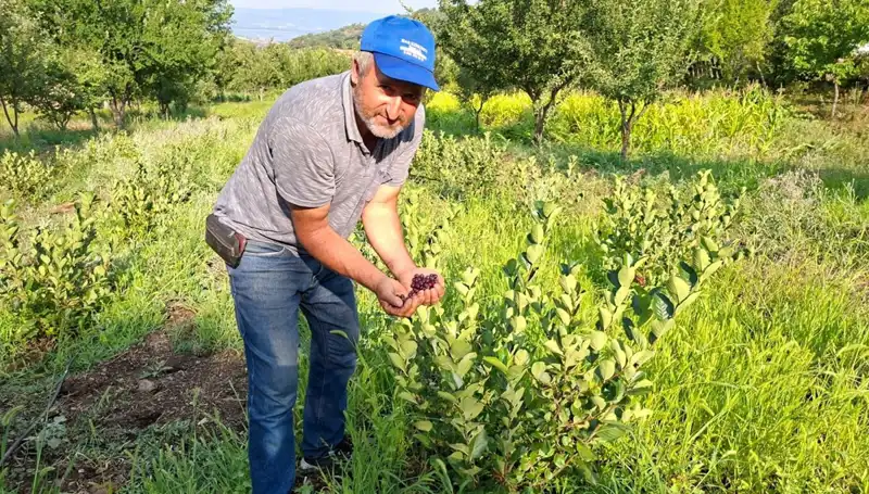 Üç Yıl Sonra Meyve Veren Yatırım: 200 Liradan Satışa Çıktı