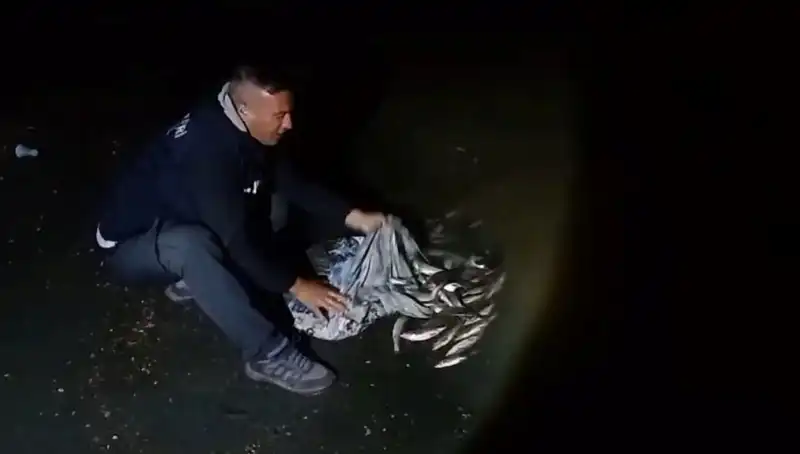 Balıkçılıkta Tarihi Bir Başarı: Bir Ton İnci Kefali Yakalandı!