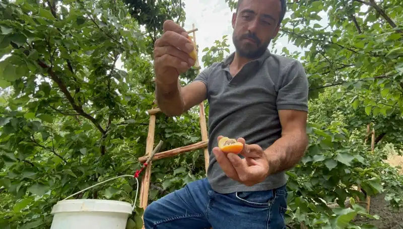 Tadı Damakta Bırakan Lezzet: 50 TL ile 70 TL Arasında Satışta!