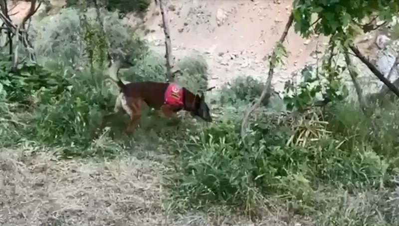 Dedektör Köpek, Dere Kenarındaki Gizli Esrarı Buldu!