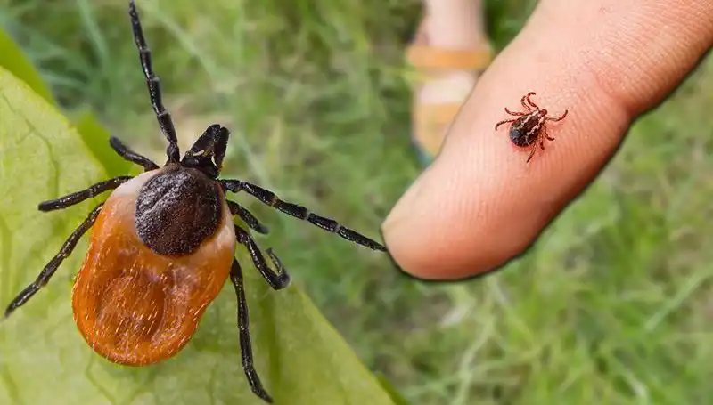 Kene Isırmalarında Ne Yapmalı? Önlem ve Koruma Yöntemleri