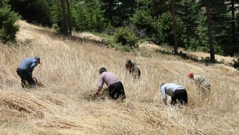 Teknolojinin Gölgelerinde: Ellik ve Orakla Hasat Dönemi Başladı